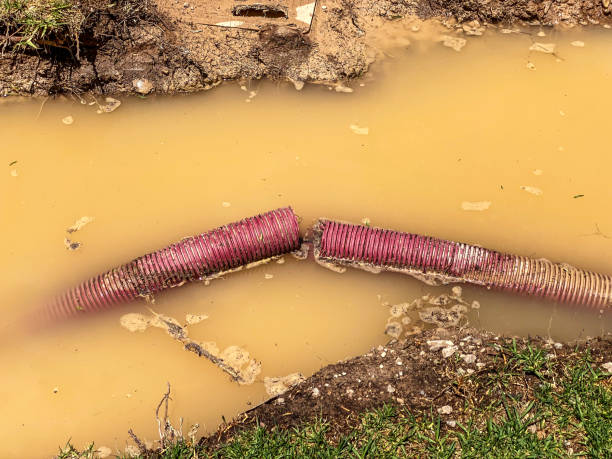 Best Carpet water damage restoration  in Kingman, AZ